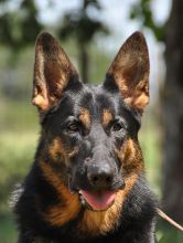 Fritz, a black and tan german shepherd