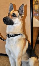 Harley, a black and tan shepherd