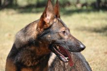 Jane, a black and red brindle german shepherd