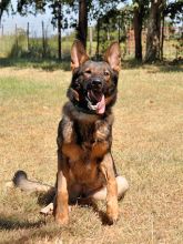 Jane, a black and red brindle german shepherd