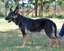 Jesse James, a black and tan german shepherd