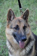 Kelsey, a black and tan shepherd