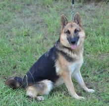 Kelsey, a black and tan shepherd