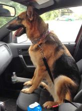 Morgan, a tan and black german shepherd riding in the car