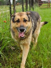 Nova, a black and tan german shepherd