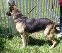 Sonoma, a black and tan german shepherd